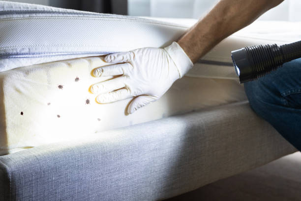 Best Affordable Pest Control Services  in Huntingdon, TN
